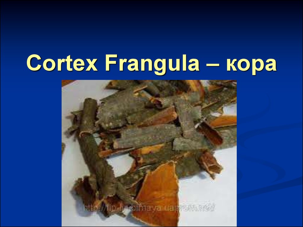 Cortex Frangula – кора крушины.