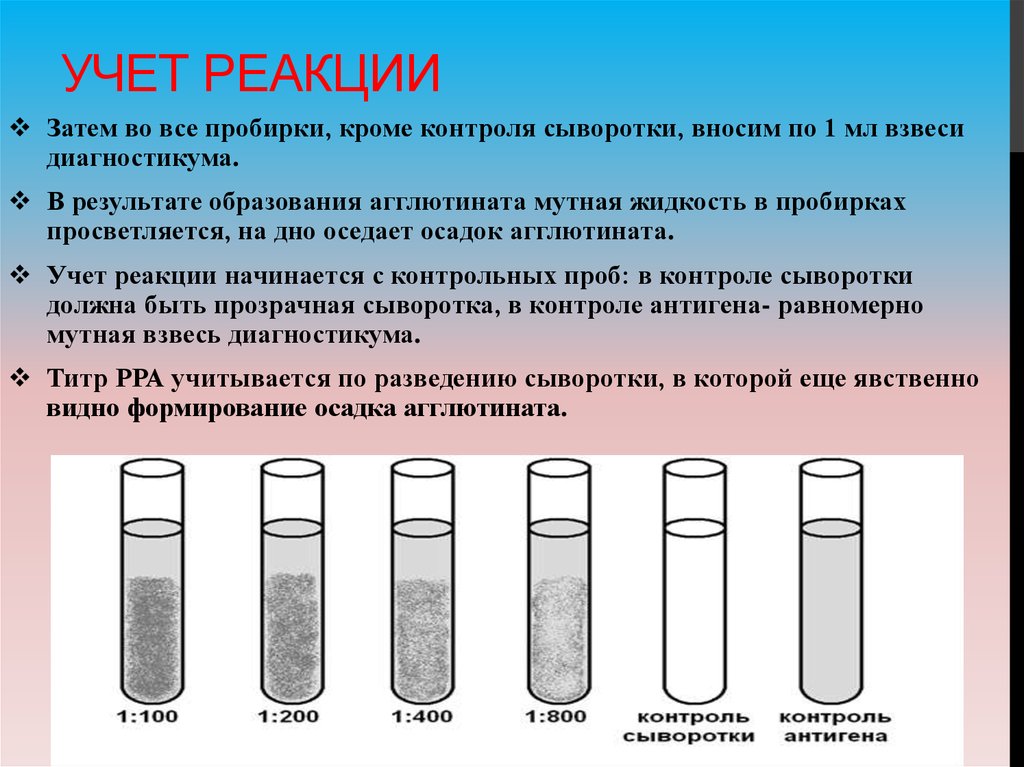 Реакция агглютинации микробиология схема