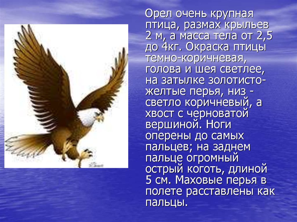 Сообщение об орле. Описание орла. Доклад про орла. Презентация на тему Орел.