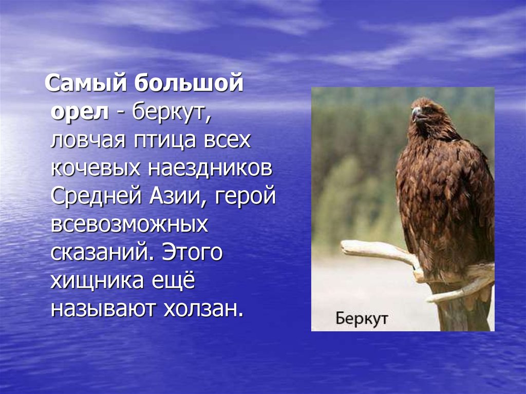 Орел 4 класс. Презентация на тему Орел. Описание орла. Презентация на тему Орел птица. Сообщение об Орле.