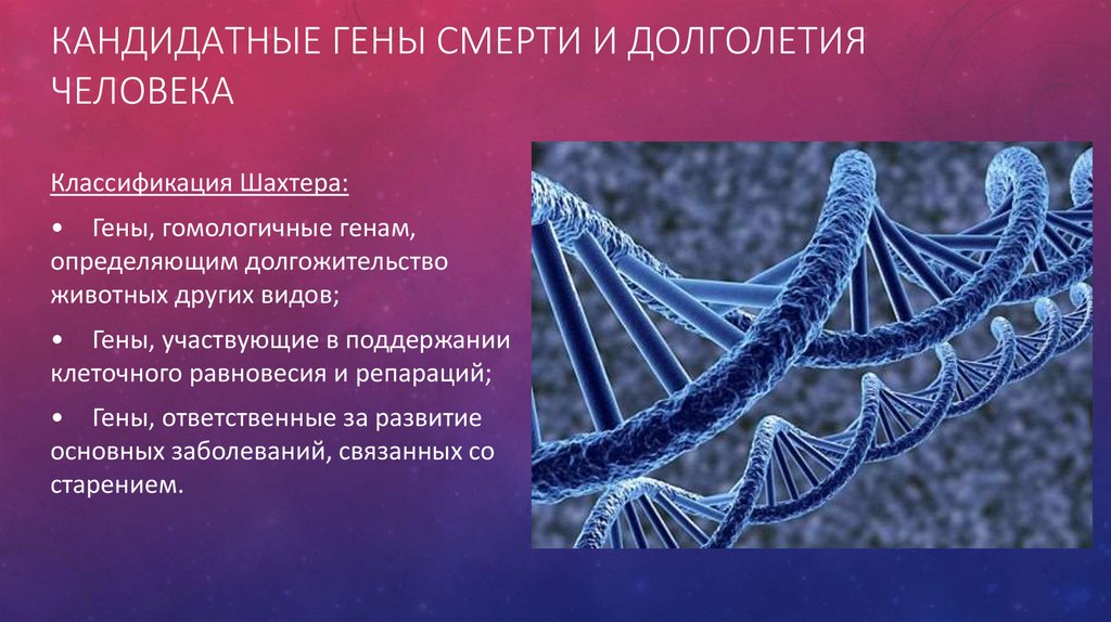 Геном человека определить. Гены человека. Гены долголетия. Гены долголетия у человека. Гены в ДНК человека.