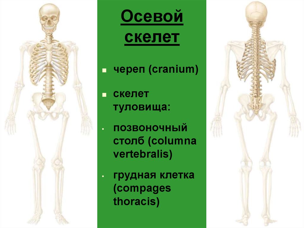 Скелет включает в себя следующие отделы. Какие кости образуют осевой скелет. Осевой скелет человека. Скелет туловища. Осевой скелет образуют кости:. Части скелета осевой и добавочный.