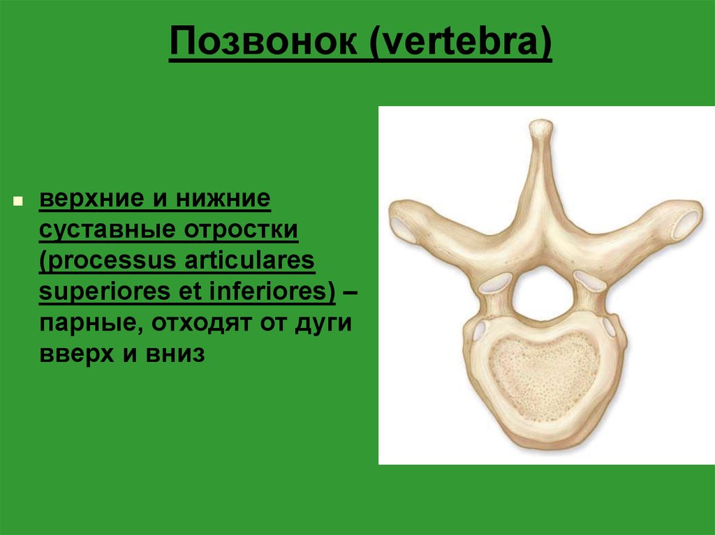 Позвонок. Остистый отросток позвонка. Поперечный отросток. Поперечные отростки позвонков. Поперечный отросток позвонка.