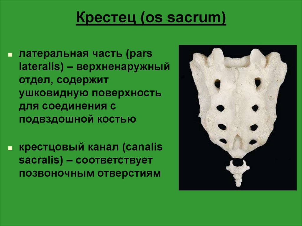 Отдел крестца. Крестец – os Sacrum. Отверстия крестца. Латеральная часть крестца. Боковые части крестца.