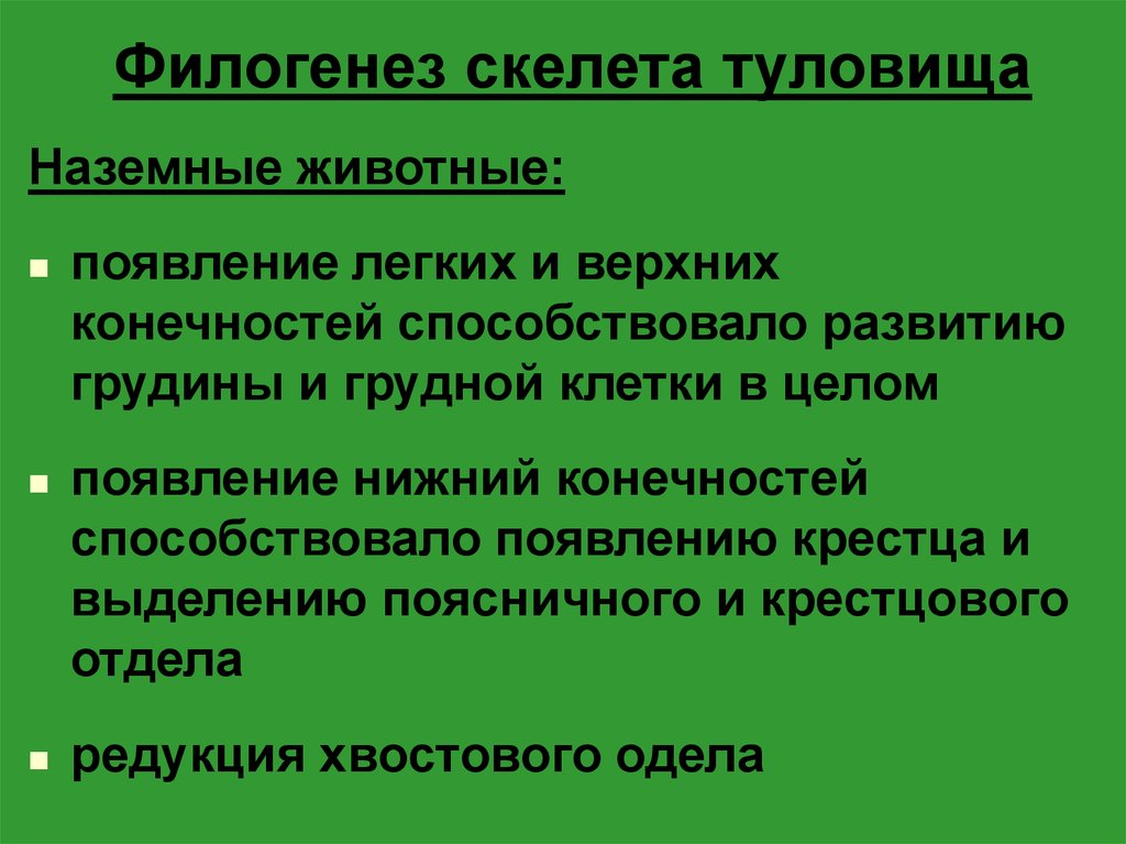 Филогенез. Стадии развития скелета в филогенезе. Филогенез стволового скелета животных. Развитие костей скелета в филогенезе. Филогенез и онтогенез скелета туловища.