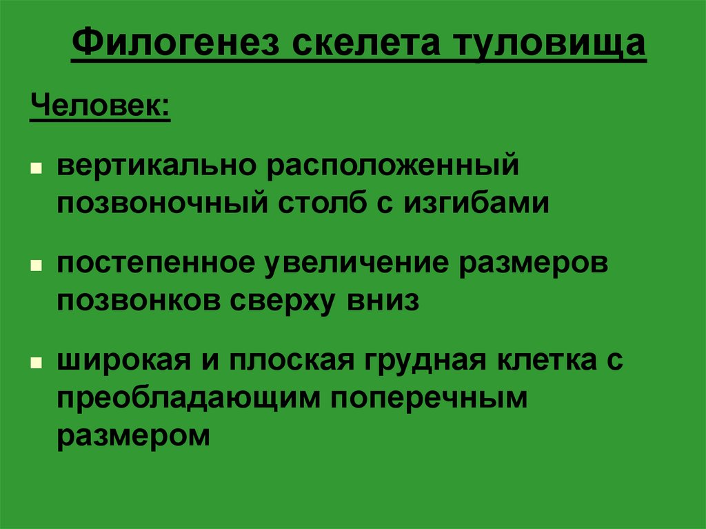 Эволюция филогенез