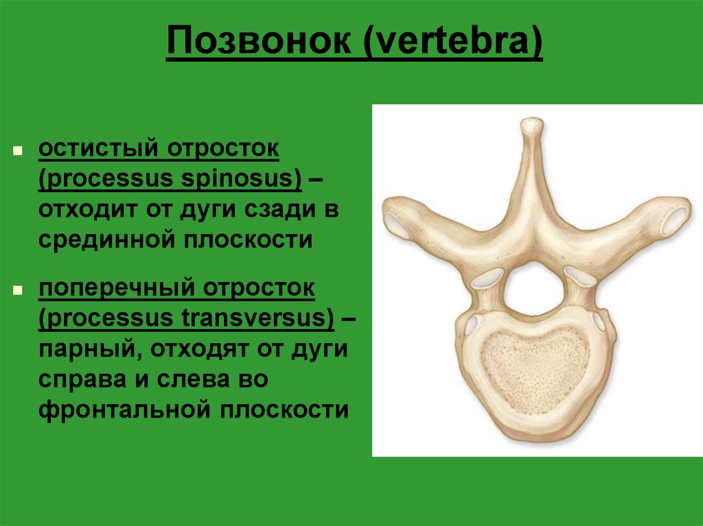 Тела позвонков небольшие