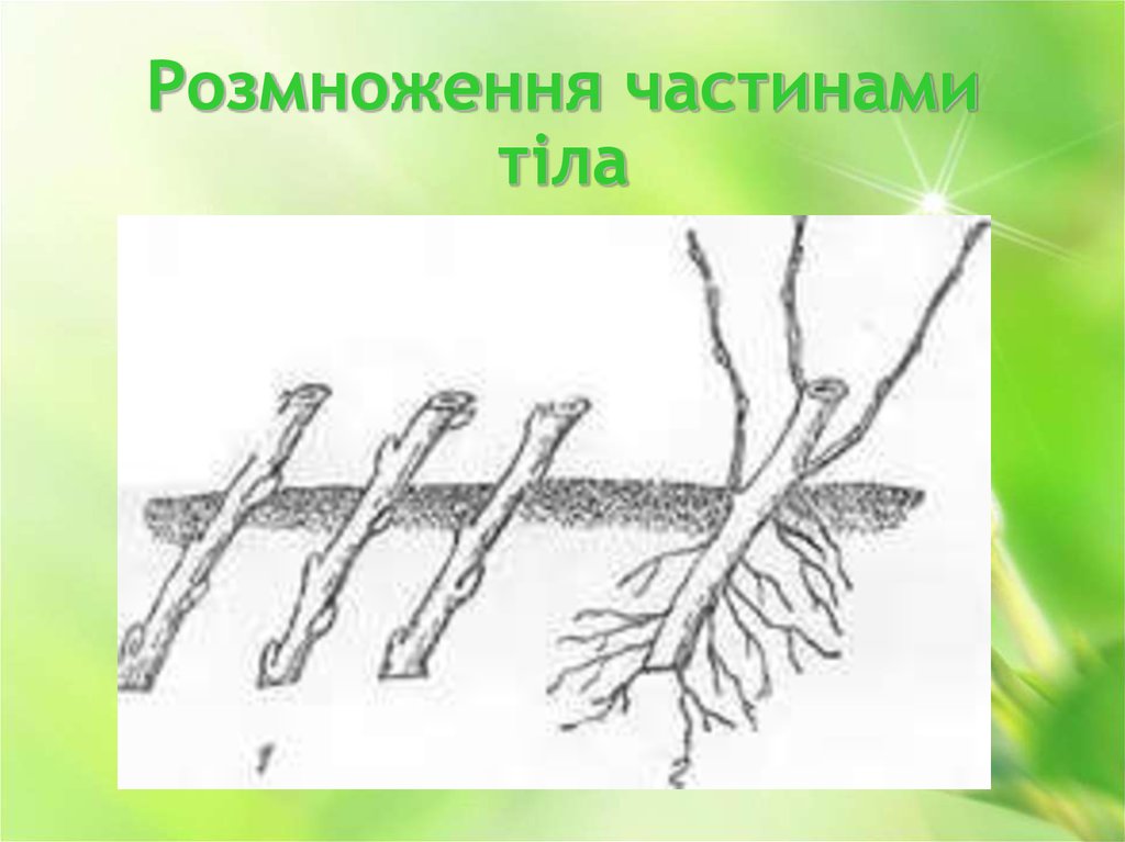 Корневая система ирги схема