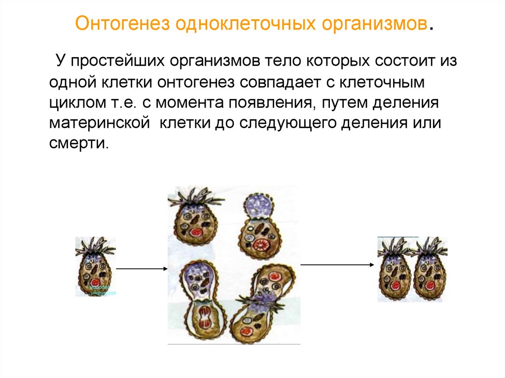Цикл онтогенез. Онтогенез многоклеточных организмов схема. Онтогенез одноклеточных организмов. Размножение онтогенез. Развитие одноклеточных.