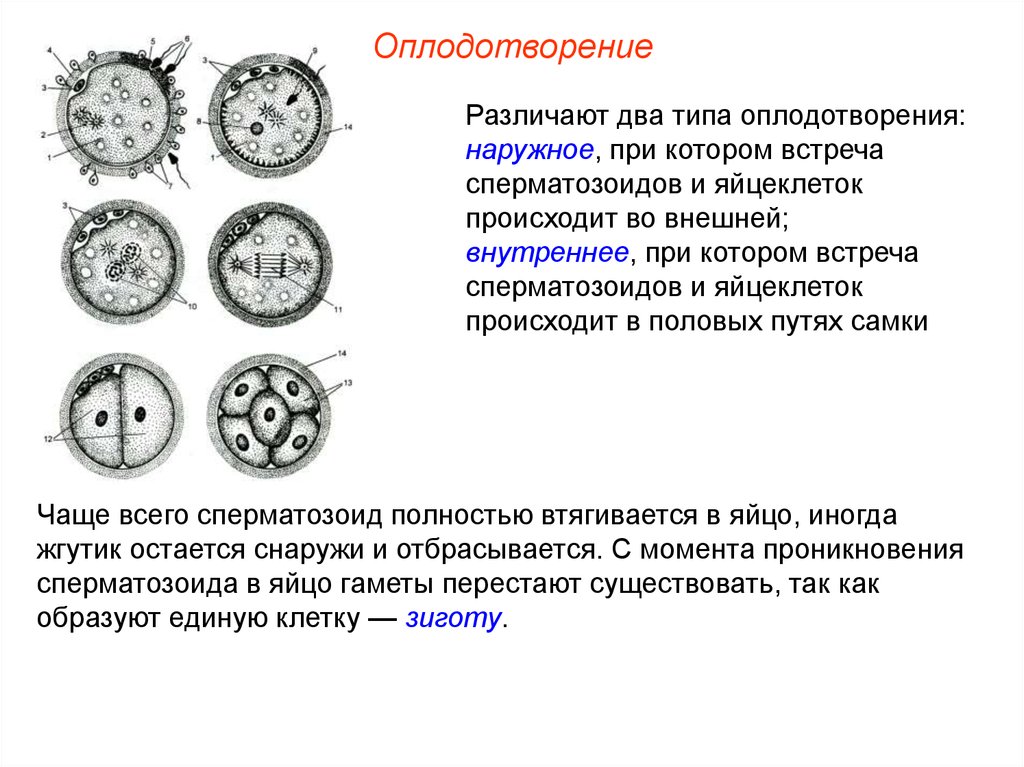 Типы оплодотворения