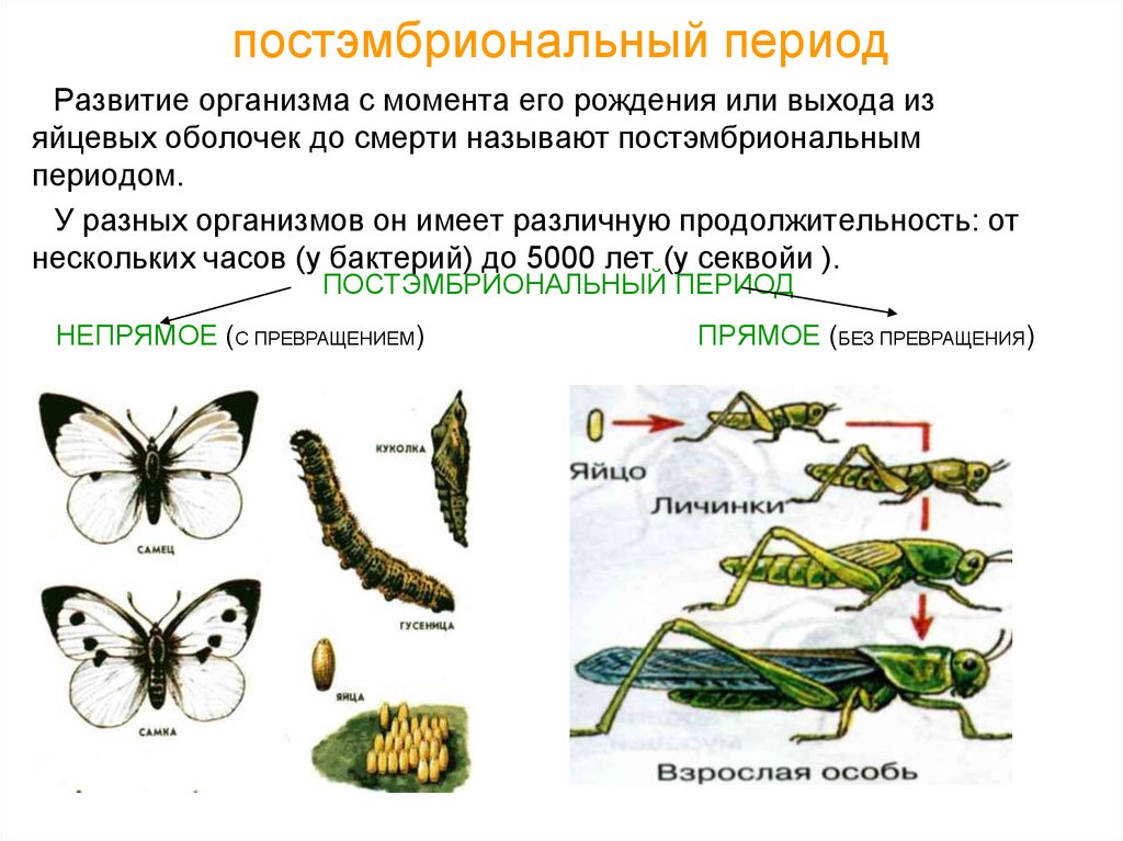 Постэмбриональный период схема