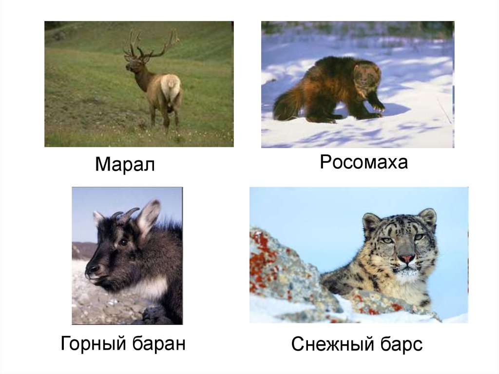 Растительный и животный мир алтайского края презентация