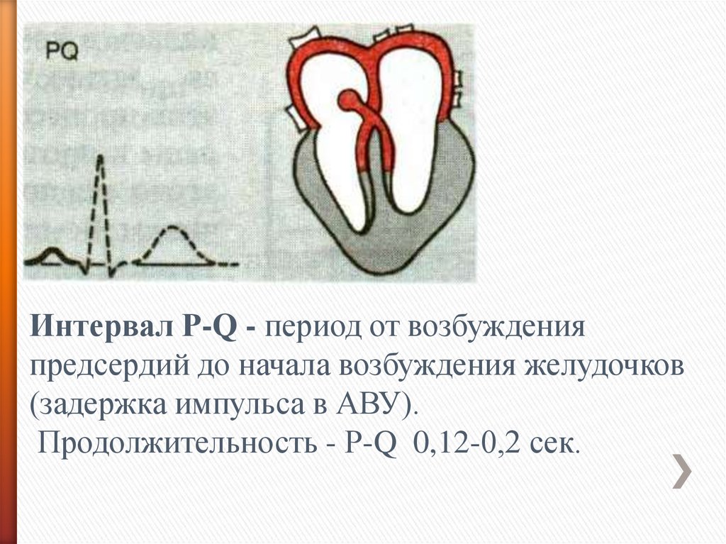 Р q. Возбуждение желудочков. Интервал возбуждения желудочков. Интервал р—q. Распространение возбуждения по желудочкам на ЭКГ.