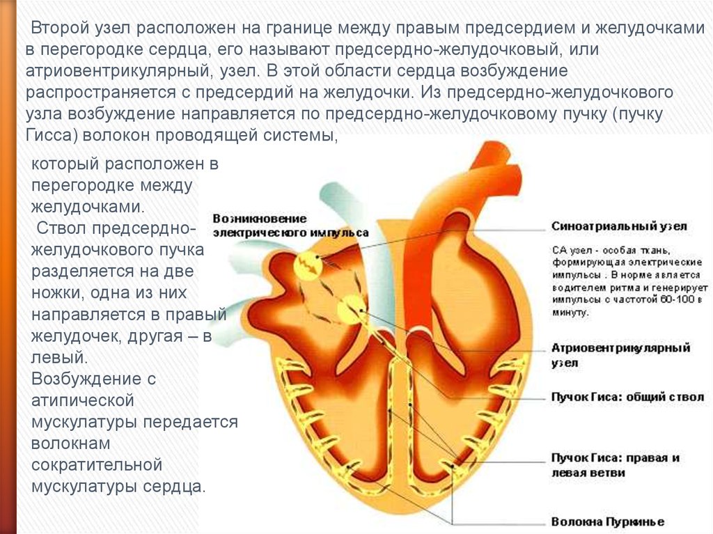 Откуда появилось изображение сердца