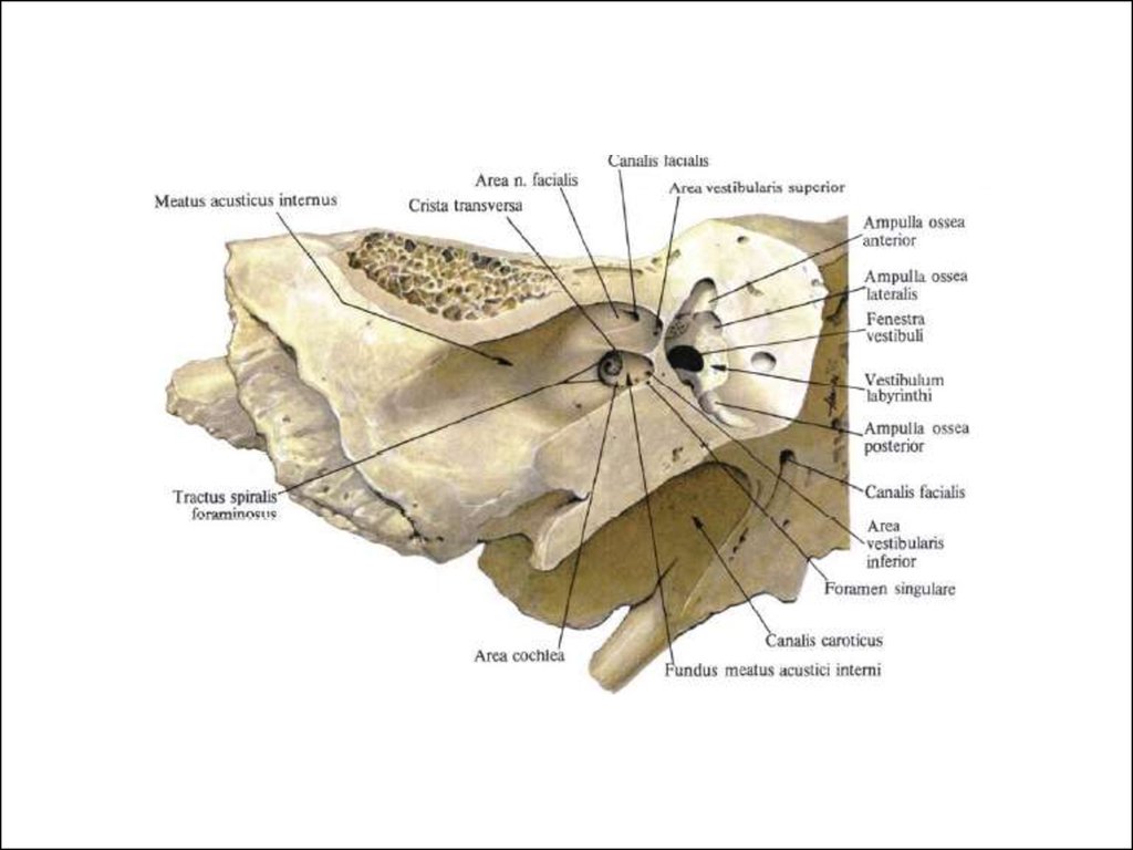 Слуховой латынь. Внутренний слуховой проход височная кость анатомия. Височная кость внутреннее слуховое отверстие. Meatus acusticus internus на височной кости. Внутреннее слуховое отверстие и внутренний слуховой проход.
