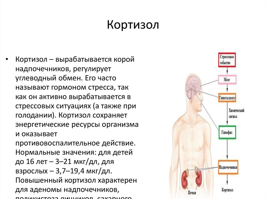 Выработать организм. Кортизол функции гормона. Надпочечники вырабатывают кортизол. Кортизол гормон коры надпочечников регулирует. Уровень гормона стресса кортизол.