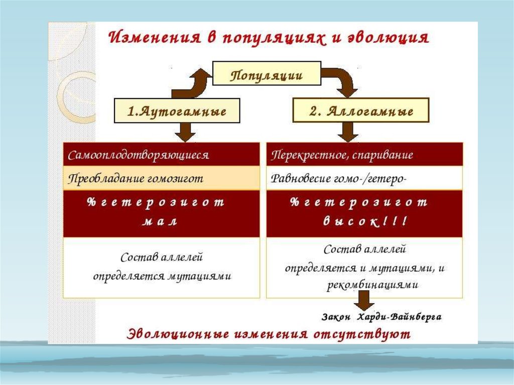 Генетика популяций презентация