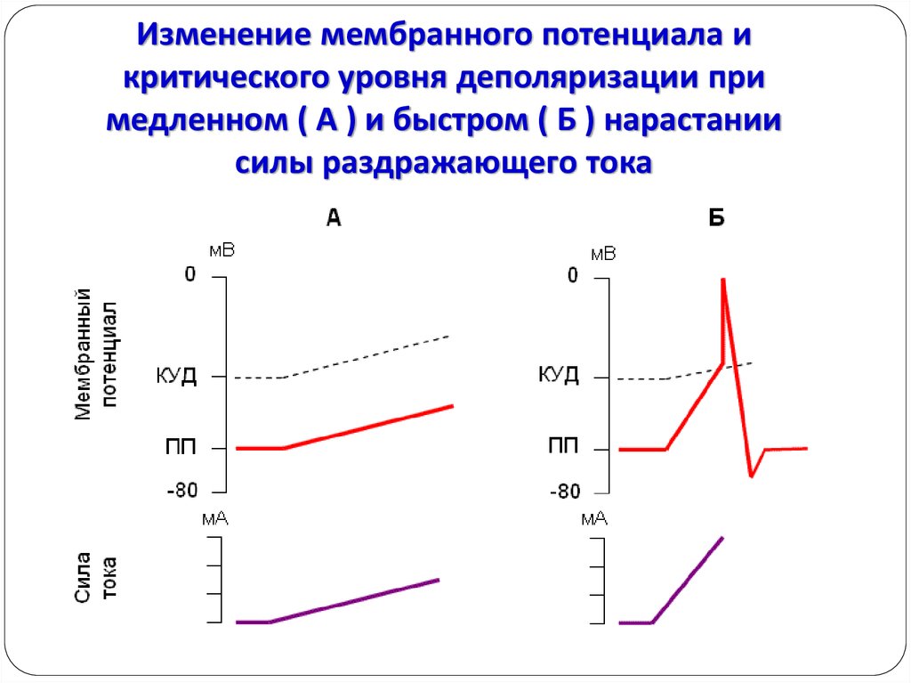 Критический уровень. Критический уровень мембранного потенциала физиология. Деполяризация мембранного потенциала. Деполяризация это в физиологии. Критический уровень деполяризации физиология.