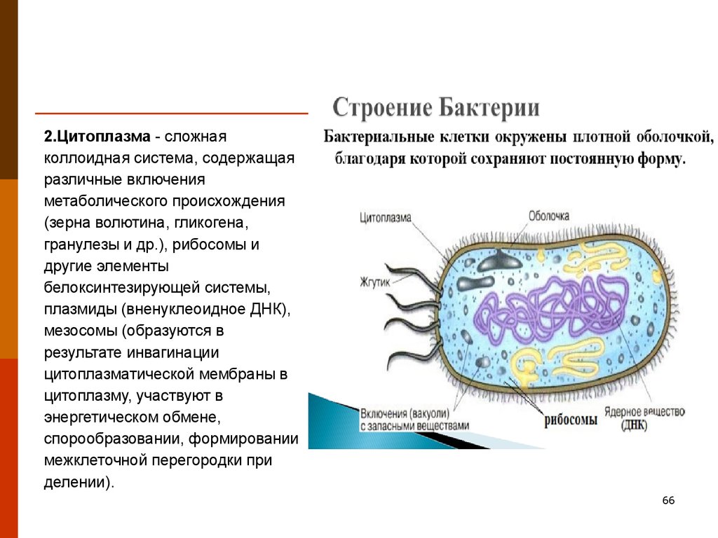 Бактериальная клетка окружена плотной. Строение цитоплазмы бактерий. Включения в цитоплазме бактерий. Рибосомы бактериальной клетки. Волютин бактерий это.