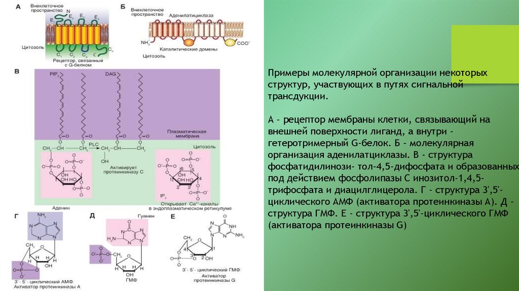 Уровни организации молекул. Структурная организация g белков. Молекулярная организация клетки. Примеры молекулярной организации. Иерархия молекулярной организации клетки.