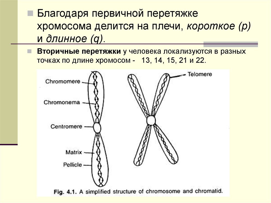 Какие типы хромосом вам известны