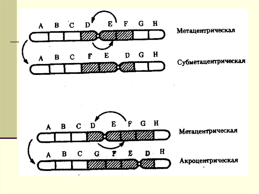 Изменение формы хромосом. Метацентрические субметацентрические акроцентрические. Изменения структурной организации хромосом. Метацентрические хромосомы. Структурная организация хромосом.