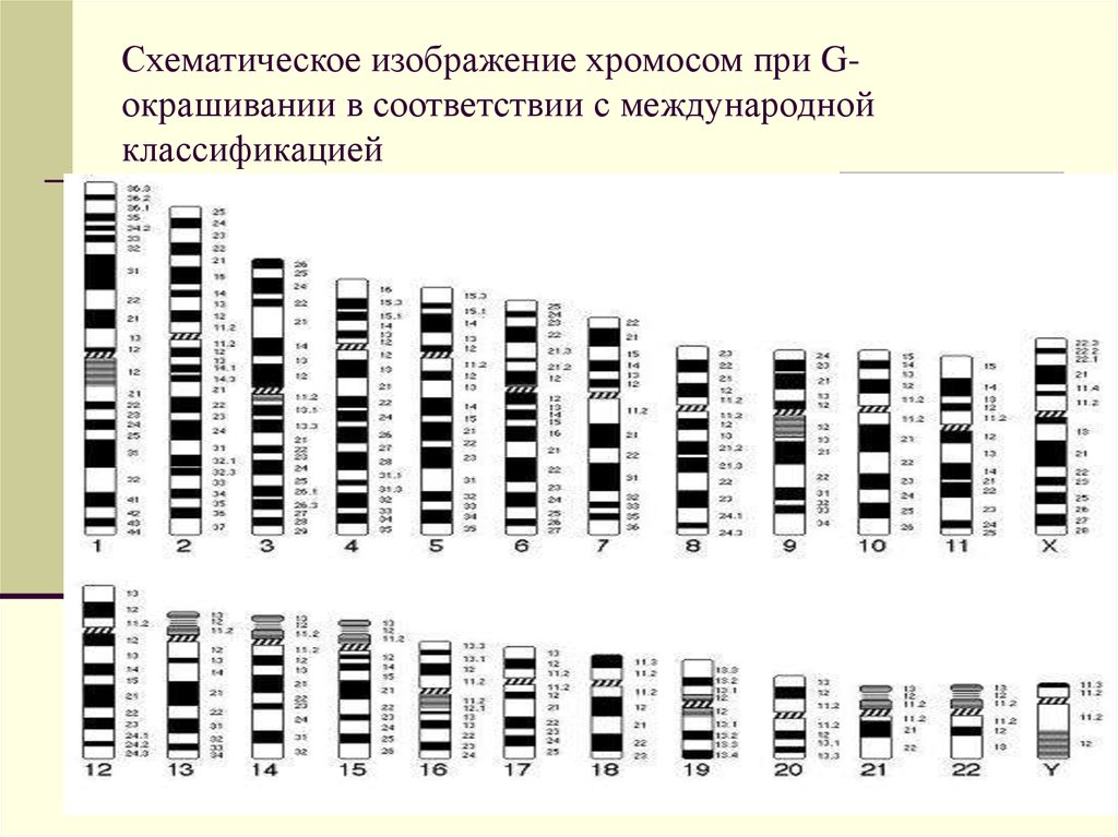 Хромосомы группы г. Схема дифференциального окрашивания хромосом человека. Номенклатура хромосом человека. Дифференциальная окраска хромосом. Схематическое изображение хромосомы.