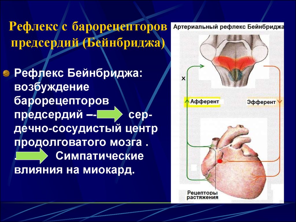 Схема рефлекса бейнбриджа