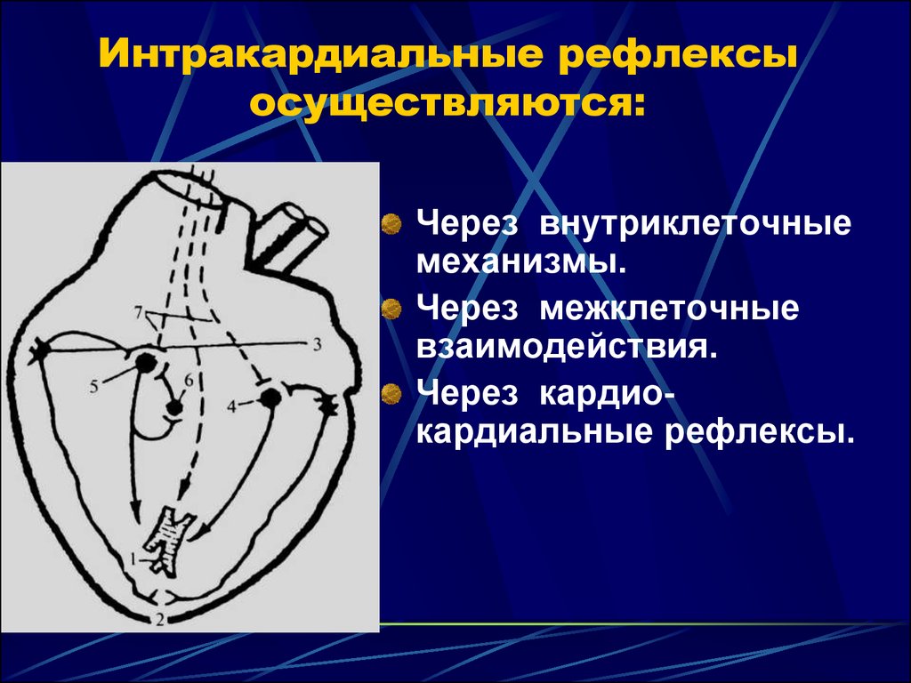 Рефлекс осуществляется