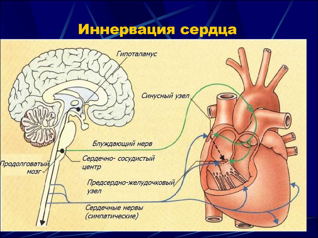Центр дыхания и сердечно сосудистой деятельности. Вегетативная иннервация сердца схема. Блуждающий нерв иннервация сердца схема. Симпатическая иннервация сердца анатомия. Симпатическая иннервация сердца физиология.