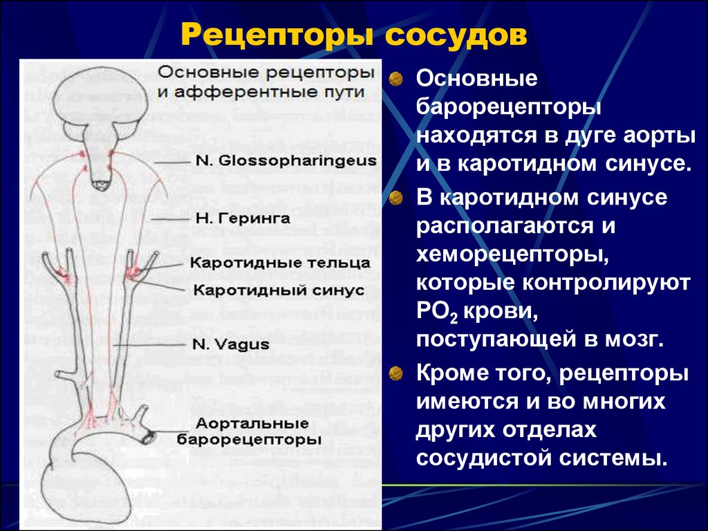 Какие рецепторы находятся