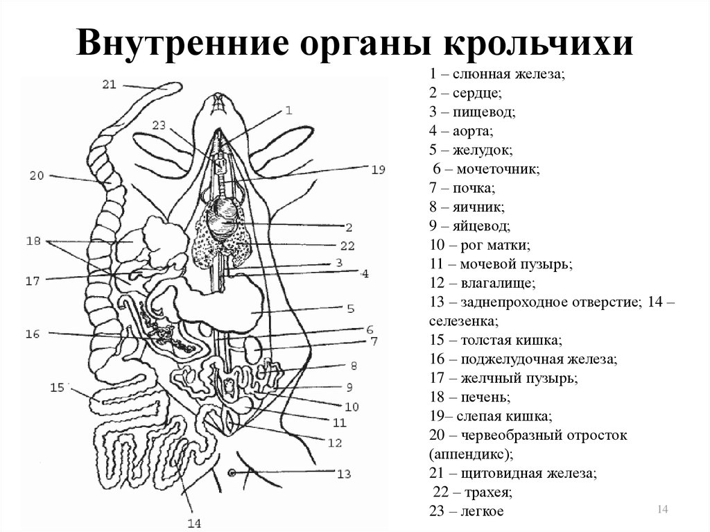 Рассмотри рисунок укажи название органов указанных цифрами и отметь к какой системе органов они