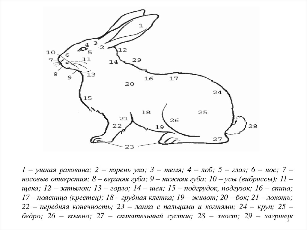 Внутреннее строение кролика рисунок 7 класс