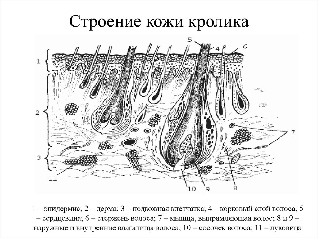 Кожа животных схема