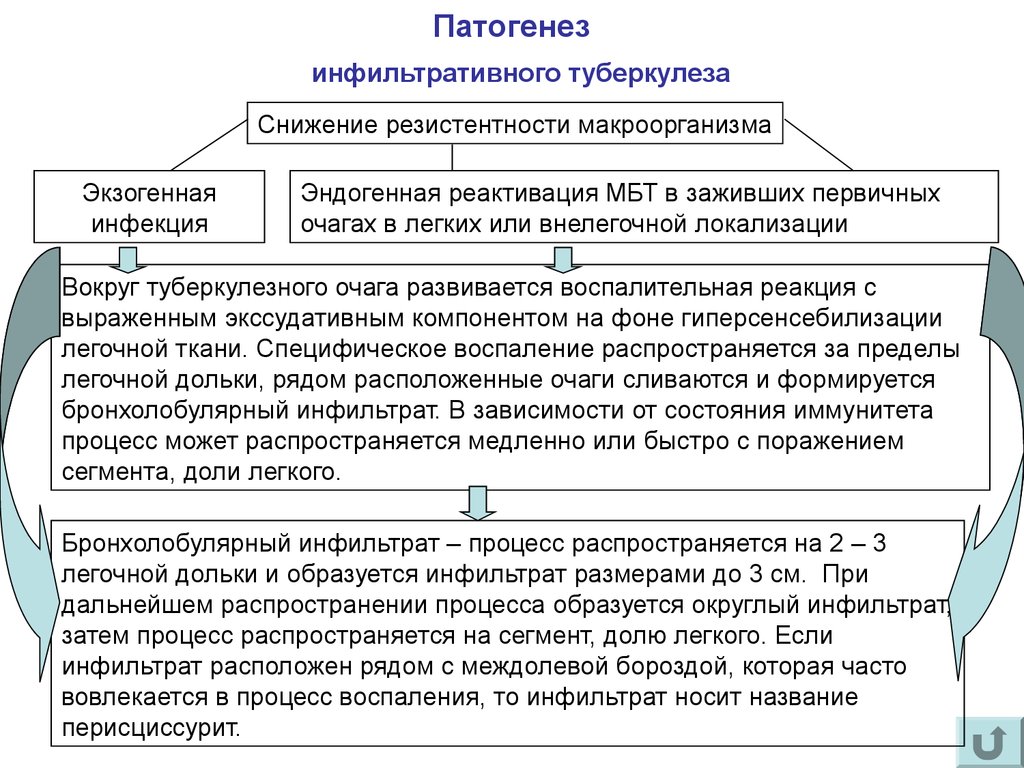 Патогенез туберкулеза. Патогенез инфильтративного туберкулеза. Схема патогенеза очагового туберкулеза. Патогенез вторичного туберкулеза схема. Патогенез инфильтративного туберкулеза легких.