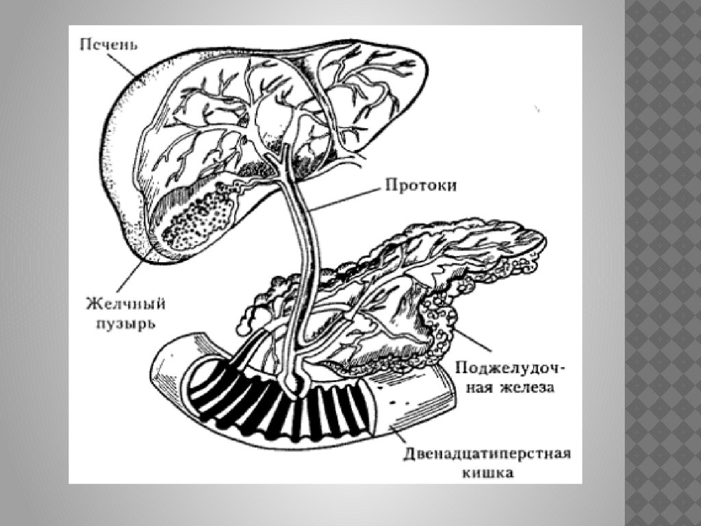 Орган имеет протоки открывающиеся в двенадцатиперстную кишку. В двенадцатиперстную кишку открываются протоки. Расположение печени желудка и поджелудочной железы рисунок. Печень двенадцатиперстная кишка поджелудочная железа. Нормальная физиология Коробков.