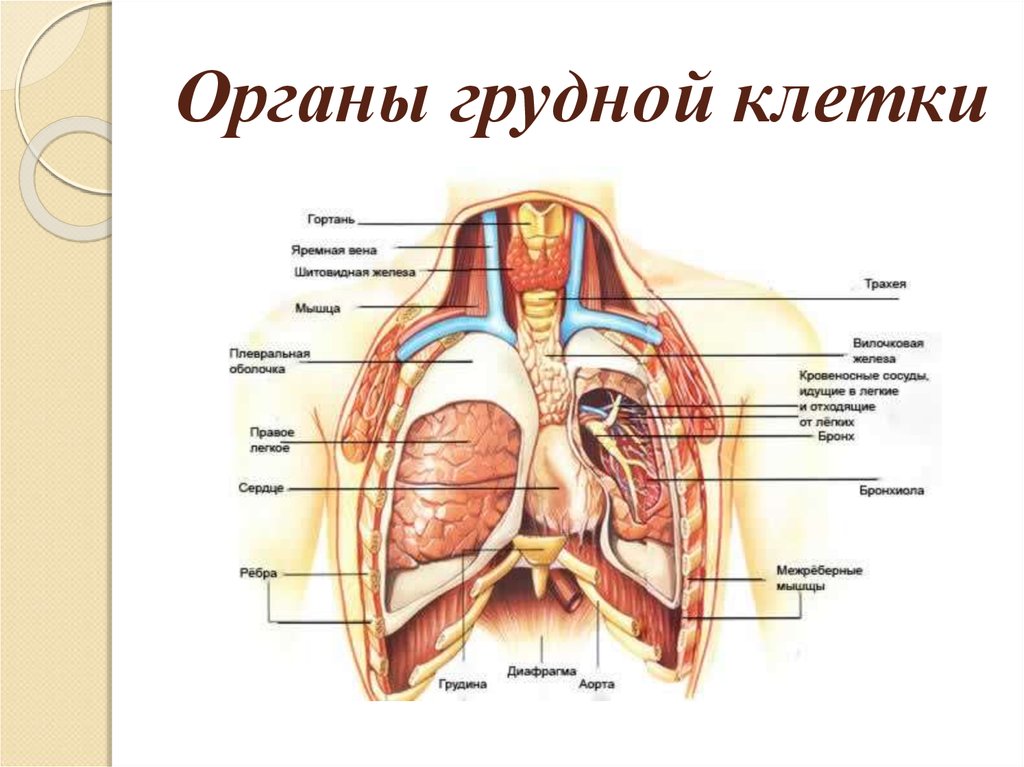 Рисунки грудной полости