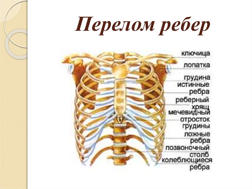 Как расположены ребра у человека фото
