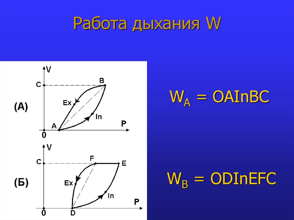 Биомеханика внешнего дыхания презентация