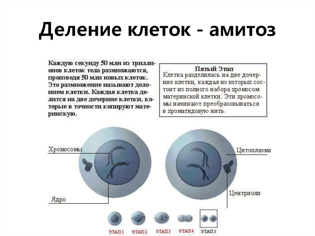 Процесс деление клетки объект. Деление клетки. Процессы при делении клетки. Амитоз число хромосом. Деление клетки амитоз.
