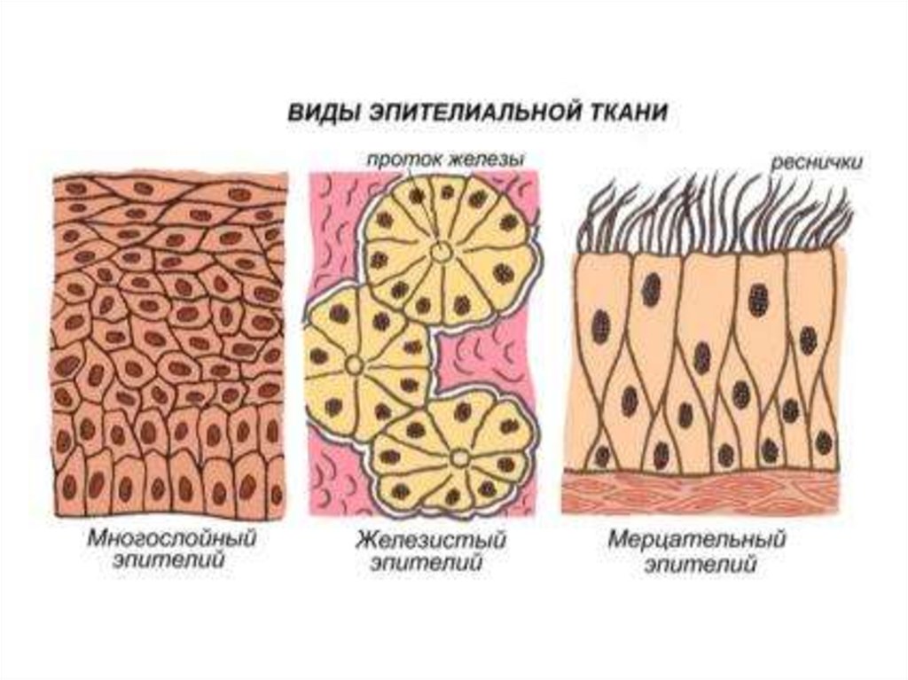 Железы ткань. Эпителиальная ткань железистый эпителий строение. Строение железистой эпителиальной ткани. Железистый эпителий строение ткани. Эпителиальная ткань покровная железистая.