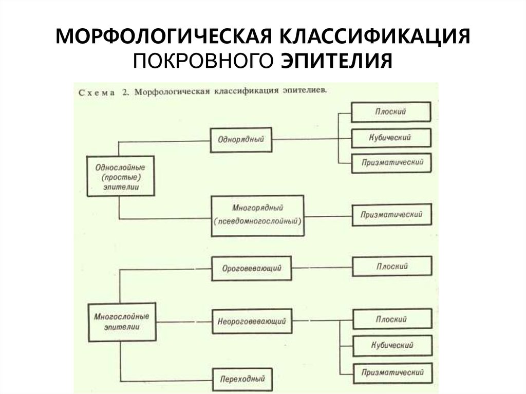 Морфологическая классификация