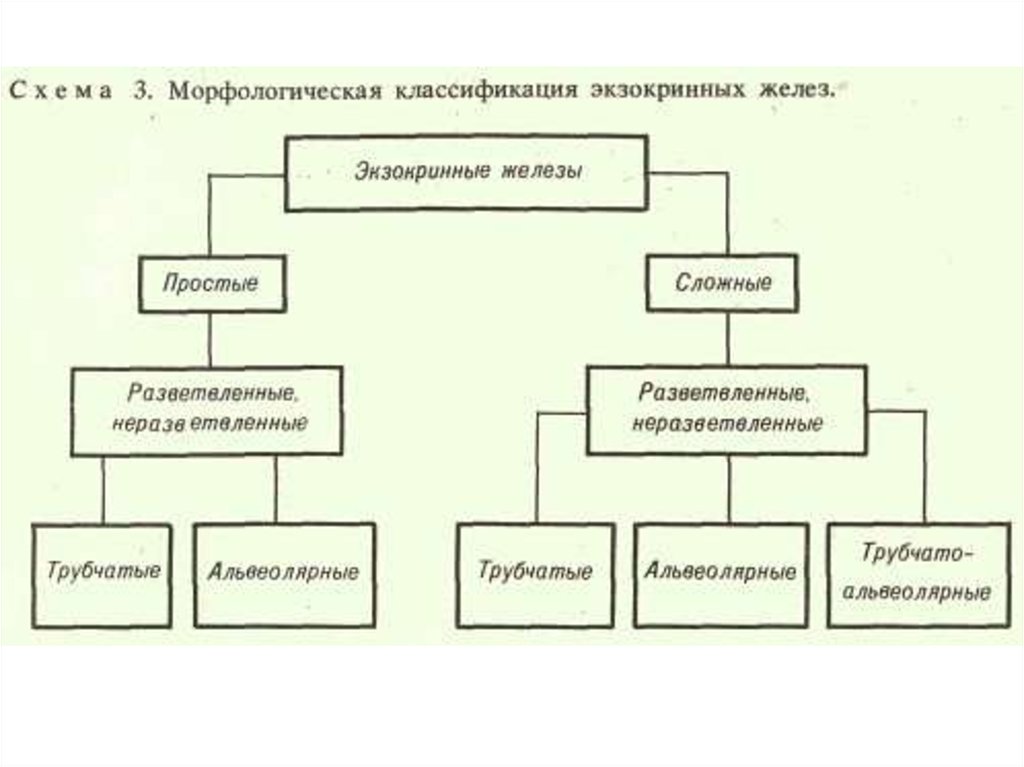 Железы классификация. Схема классификации экзокринных желез. Классификация экзокринных желез таблица. Морфологическая классификация желез. Морфологическая классификация экзокринных желез.