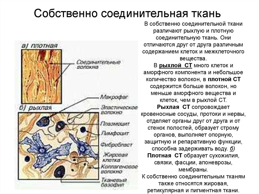 Соединительная ткань в организме. Рыхлая соединительная ткань строение и функции таблица. Собственно соединительная ткань строение и функции. Собственно соединительная ткань строение и функции таблица. Клетки рыхлой соединительной ткани таблица.