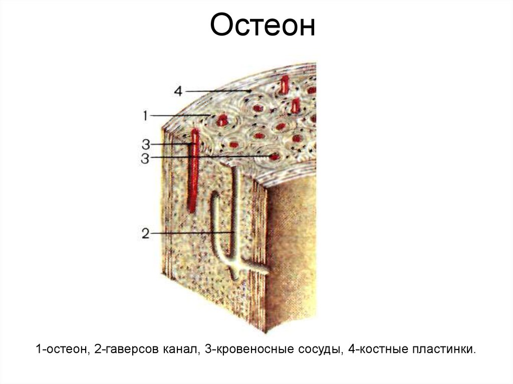 Схема строения фото. Строение гаверсова канала. Остеон гаверсова система. Гаверсов канал остеона. Строение кости гаверсов канал.