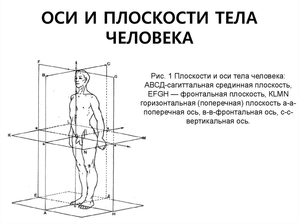 Три оси человека. Анатомические оси и плоскости человека. Основные оси и плоскости тела человека анатомия. Вертикальная ось - ___»____ фронтальных и сагиттальных плоскостей. Оси плоскочти тела человек.