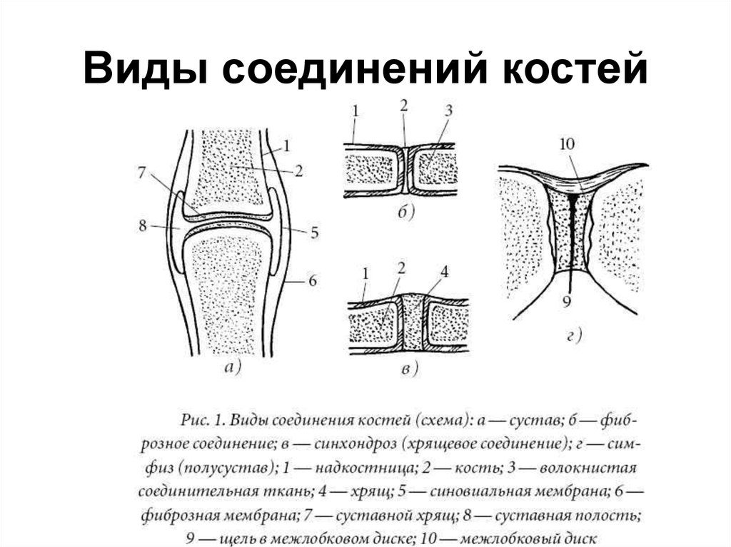 Соединены вид. Типы соединения костей схема. Непрерывные соединения костей анатомия. Схема непрерывных соединений костей. Непрерывный Тип соединения костей.