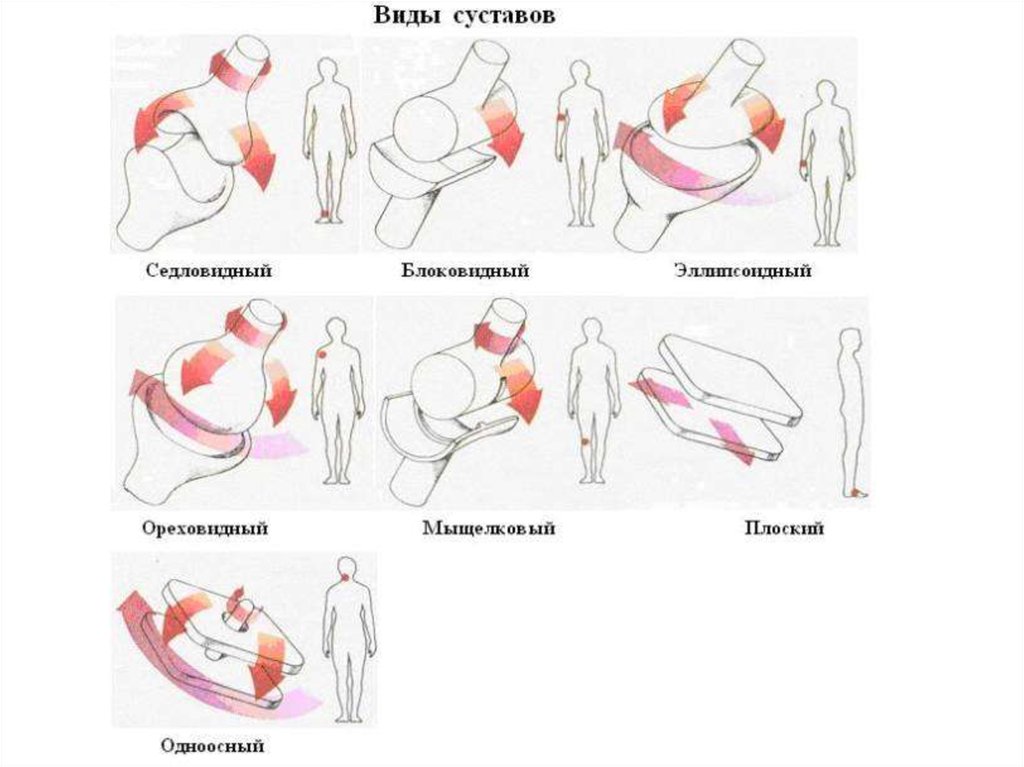 Группы суставов. Типы суставов человека анатомия. Виды движений в суставах анатомия. Суставы виды суставов. Схема различных видов суставов.