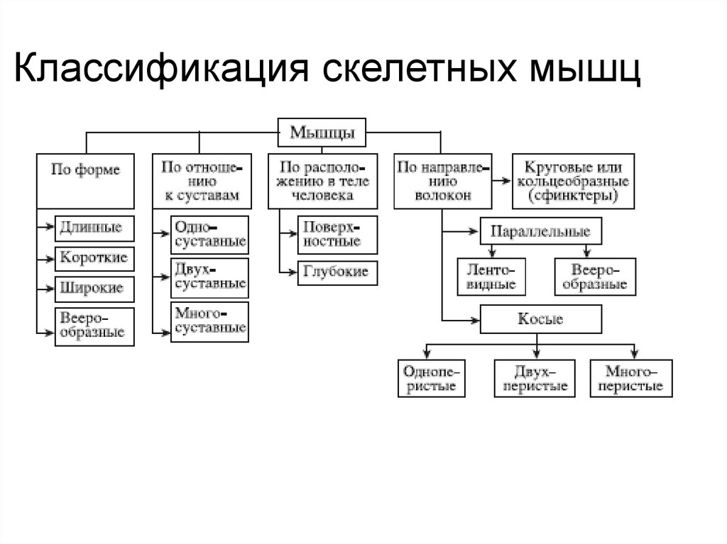 Классификация мышц. Классификация скелетных мышц. Классификация и функции скелетных мышц таблица. Классификация скелетных мышц по функции. Классификация мышц таблица с примерами.