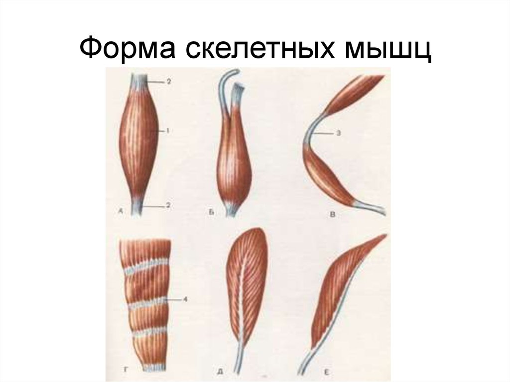 Формы мышц. Классификация мышц анатомия. Классификация мышц по внешнему строению. Классификация скелетных мышц по форме. Формы мышц анатомия.